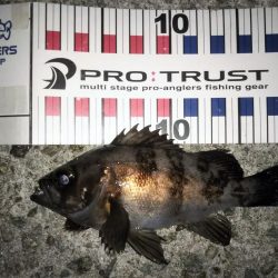 朝マズメ短時間釣行